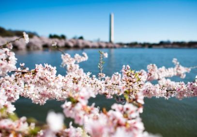 Mùa Hoa Anh Đào Ở Mỹ - Top Những Địa Điểm Ngắm Hoa Cực Đẹp